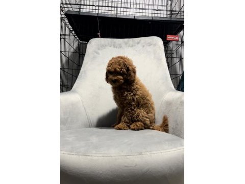 Toy poodle yavrularımız teslime hazır