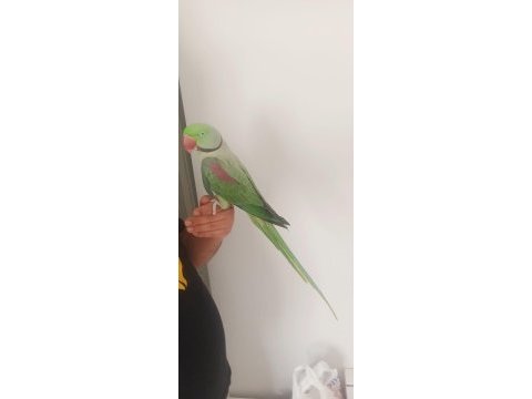 İskender papağanı jumbo boy