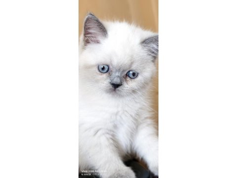 Blue point british shorthair
