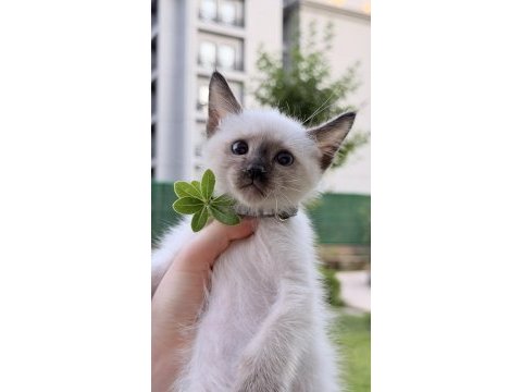 3 aylık yakışıklı siyam yavruları