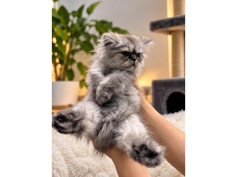 Gri british longhair 3 aylık