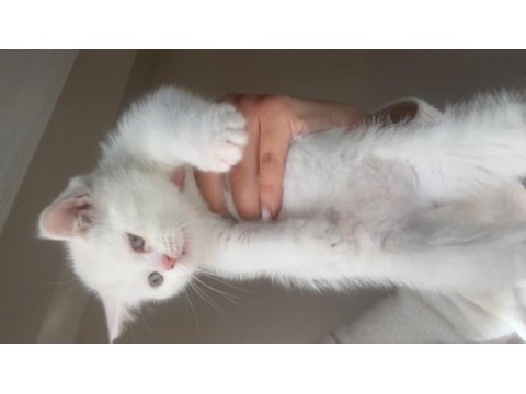 3 erkek british shorthair yavru