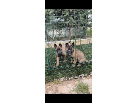 Safkan belçika malinois