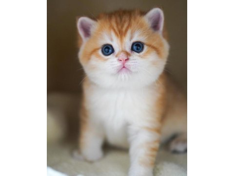 Altın parlaklığında golden british shorthair 
