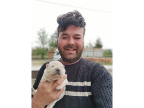 Chow chow bebekler