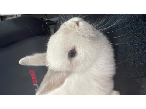 Cinsi cüce tavşan dişidir 5-6 aylık