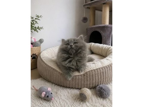 Orijinal british longhair