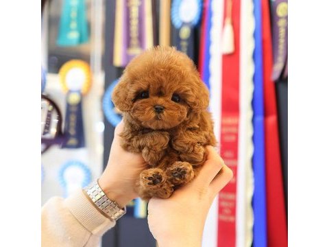 Korenın en ozel toy poodle bebıslerı
