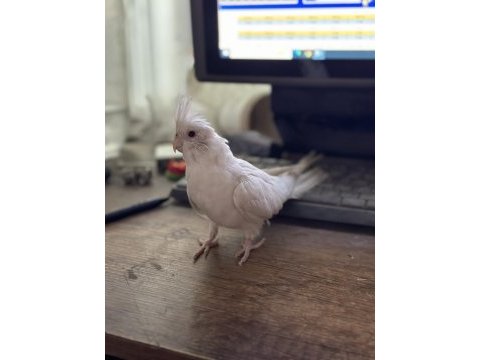 Oyun hamuru albino kırmızı göz sultan papağanı