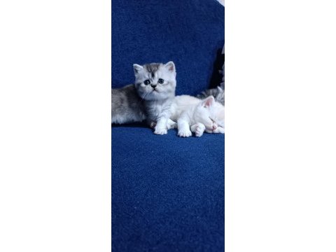 British shorthair