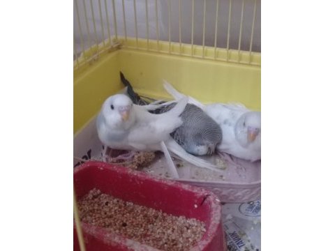 Yeni yem yemeye başladı muhabbet kuşumuz