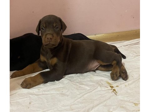 33 günlük 4 kg doberman yavruları