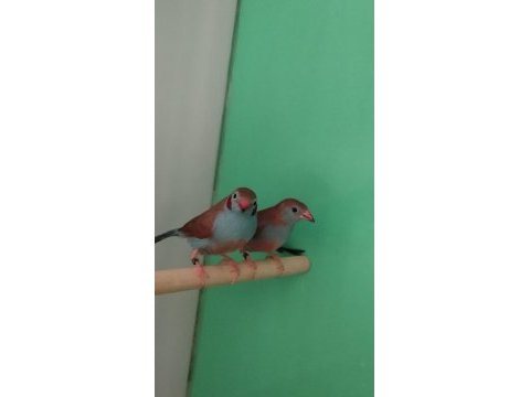 Cordon blue ispinoz çift tkf bilezikli