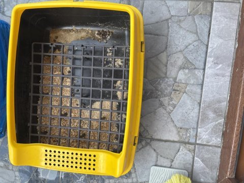 8 aylık cüce tavşan