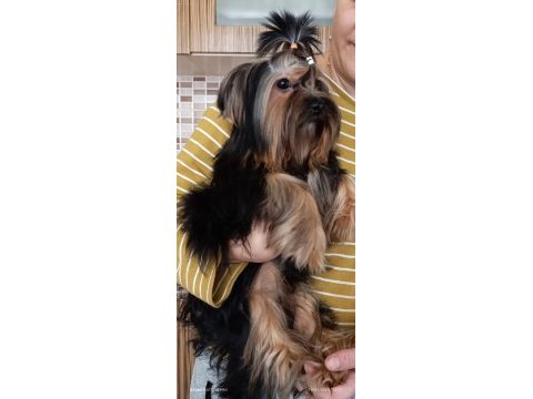 3.5 aylık yorkshire terrier bebeklerimiz