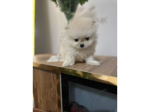 Pomeranian bebekleri