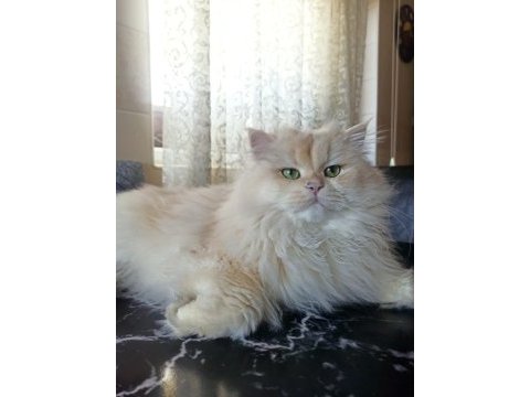1 buçuk yaşında şecereli erkek british longhair