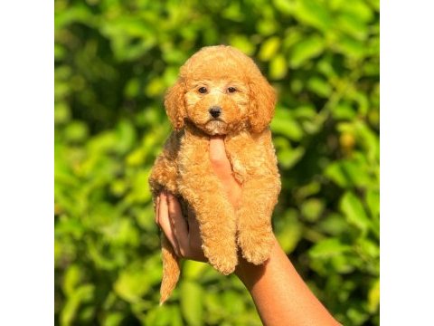 Irk ve sağlık garantili orjinal poodle köpeği yavruları
