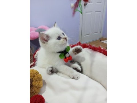 Safkan scottish fold ve straight yavrular catteryden