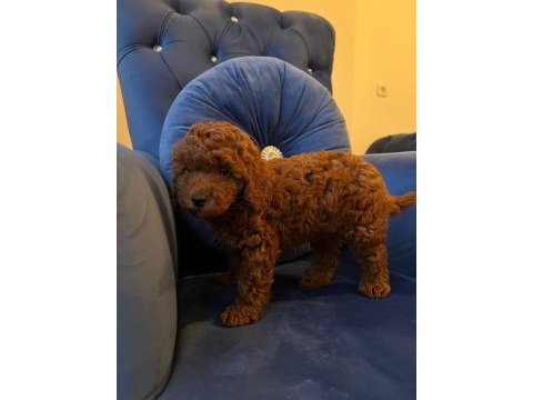 Orijinal toy poodle