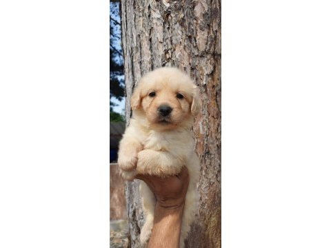 Golden retriever yavruları