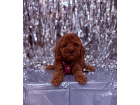 Safkan toy poodle yavrularımız