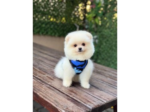 Pomeranian boo köpeği