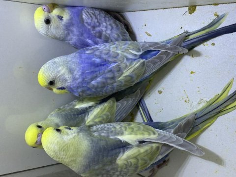 Ele kola alıştırmalık rainbow muhabbet kuşu yavrular