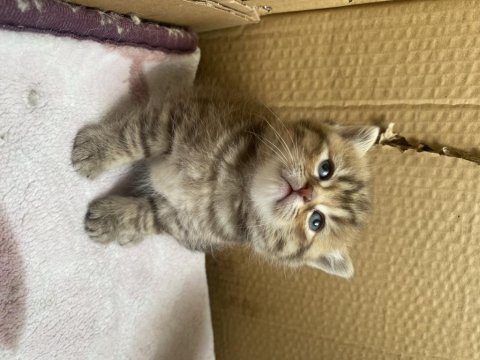 British shorthair 23 mart prenseslerim