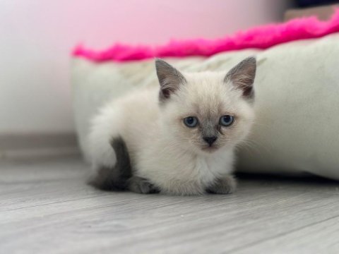 2 erkek 3 dişi 2.5 aylık scottish fold yavrular