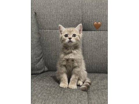 Kedi british shorthair çok tatlı minnoş