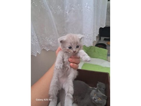 Çok güzel yavru kedilerimiz