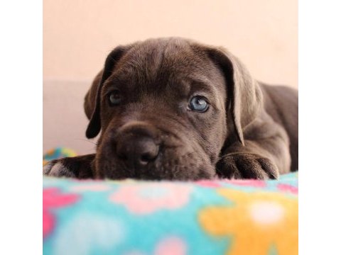 Blue cane corso yavruları