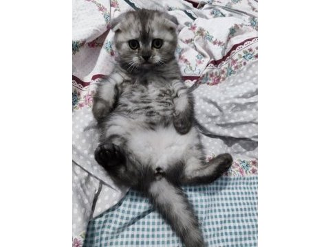 Scottish fold dişi 2 aylık