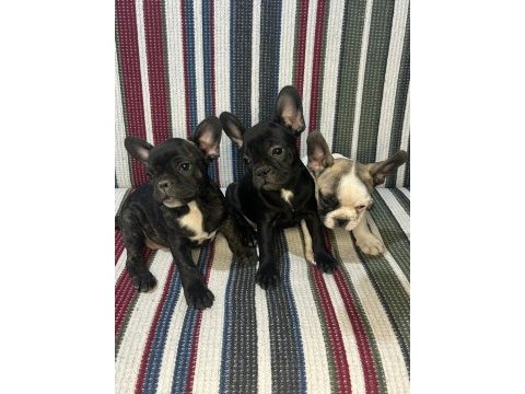 A kalite french bulldog yavrular
