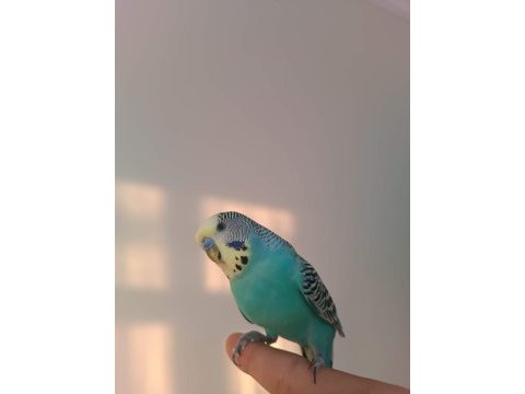 Çift eğitimli konuşan muhabbet kuşları