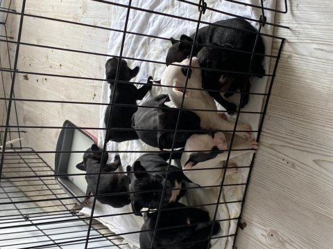 40 günlük french bulldog 6 erkek 4 dişi