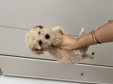 Çis pedi eğitimli maltipoo yavrular