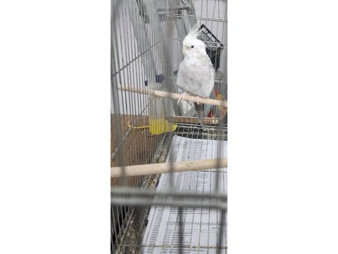 Tecrübeli erkek wf face sultan papağanı