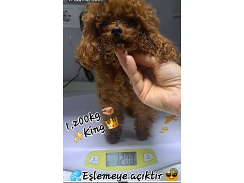 Ev ortamında büyüyen poodle bebekler