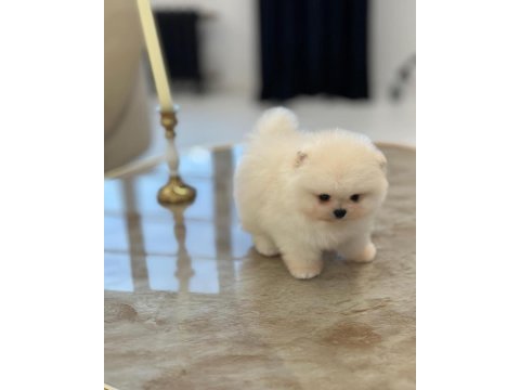 Daha iyisi yok ayı surat pomeranian boo