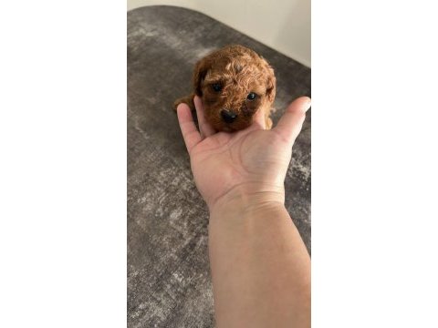 Toy poodle yavrular
