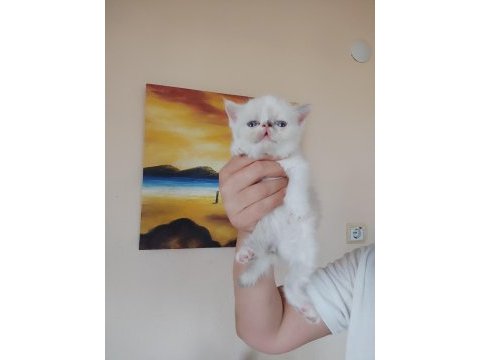 Persian bebeklerimizi sahiplendirmek