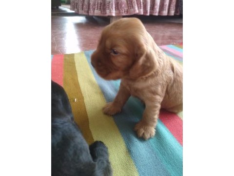 Yavru ingiliz cocker dişiler