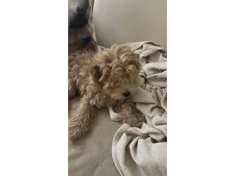 Maltipoo yavrumuz