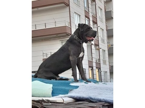 Erkek blue cane corso