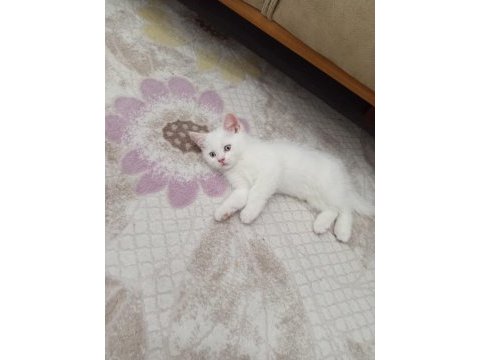 Sevimli british shorthair bebişler