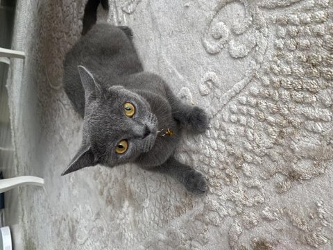 Ücretsiz sahiplendirme için sucak bir yuva arıyorum