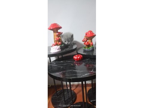 20 güne teslim kediler