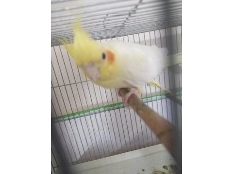 3 çift hazır esli sultan papağanı